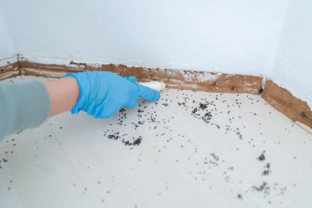 Best Termite Control Services  in Clifton, NJ
